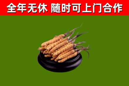 沙市回收冬虫夏草