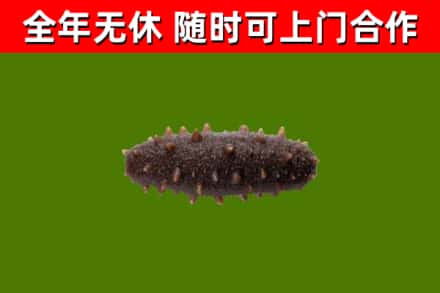 沙市回收海参干